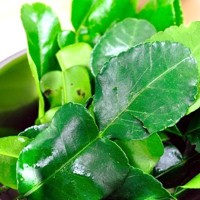 Dried Kaffir Lime Leaves Thai Herb